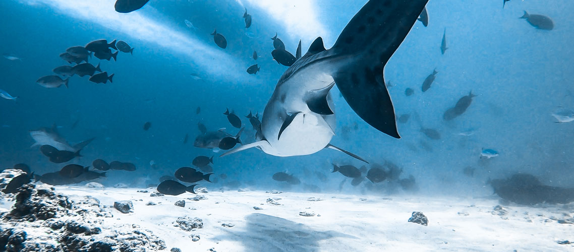 Save Our Sharks Slideshow
