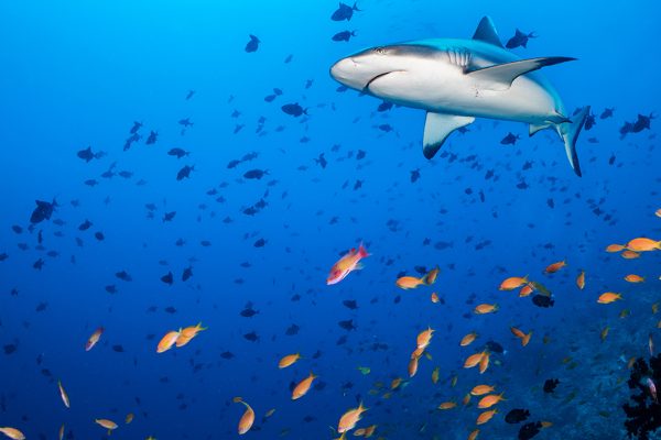 Save Our Sharks Header