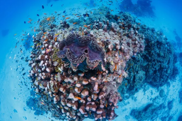 New Mission Blue Hope Spot Designated In Laamu Atoll