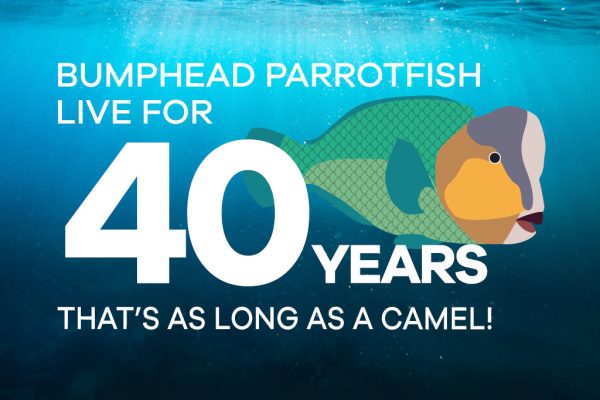 Bumphead Parrotfish Thumbnails