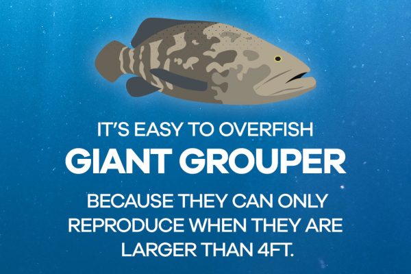 Ginat Grouper Thumbnails