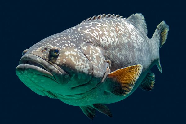#fishfortomorrow Giant Grouper