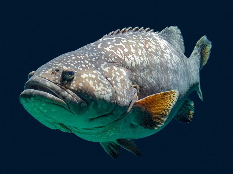 #FishForTomorrow