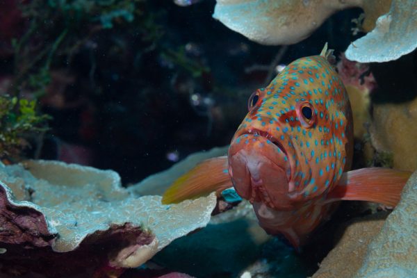 Resources Grouper Fishery And Conservation Project