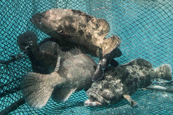 Grouper Management Header