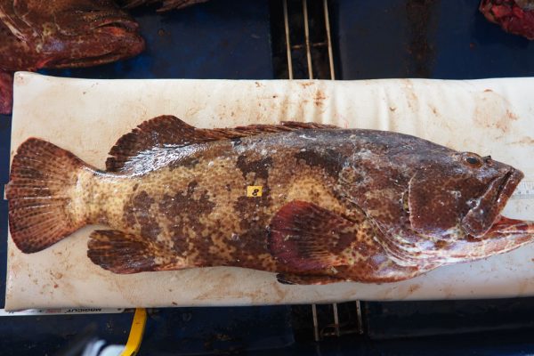 Grouper Thumbnail 6