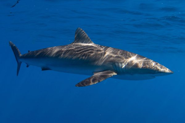 Save Our Sharks 1