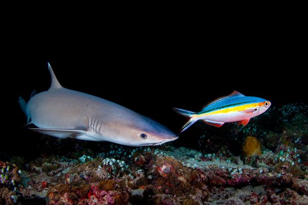 Save Our Sharks 2
