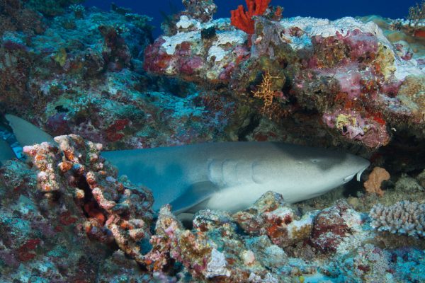 Save Our Sharks 5