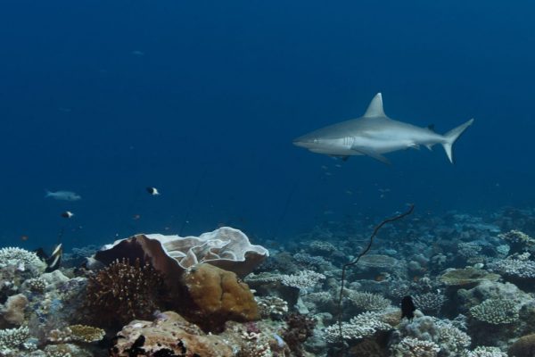 Save Our Sharks 6