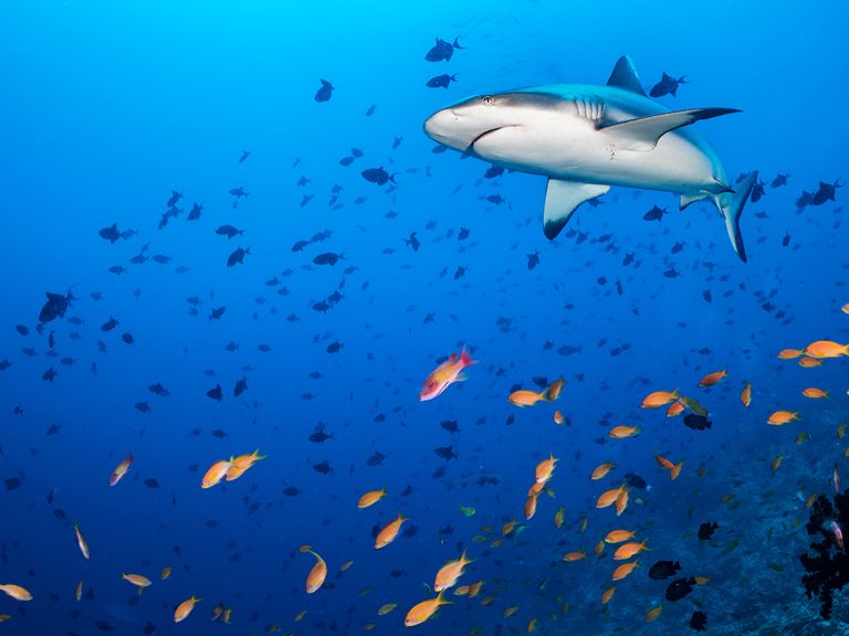 #SaveOurSharks