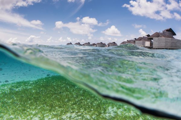 Protectmaldivesseagrass 5