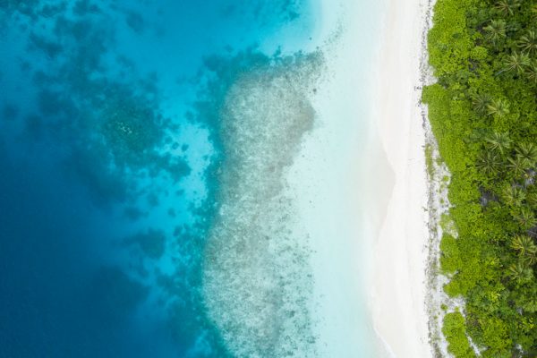 Protectmaldivesseagrass 6