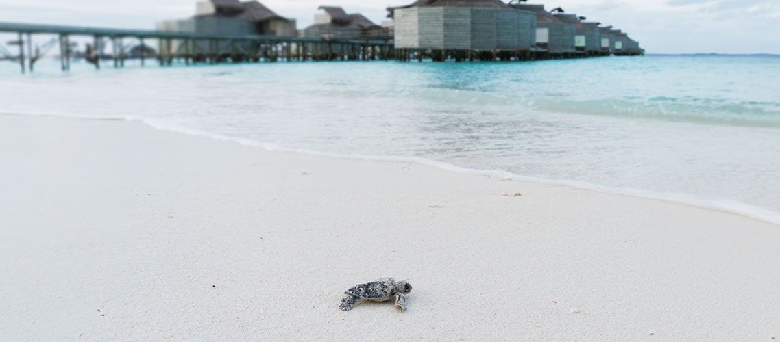 Protectmaldivesseagrass 7