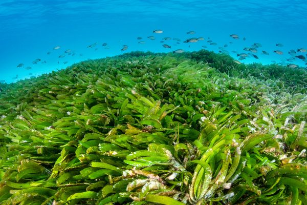 Protectmaldivesseagrass Header