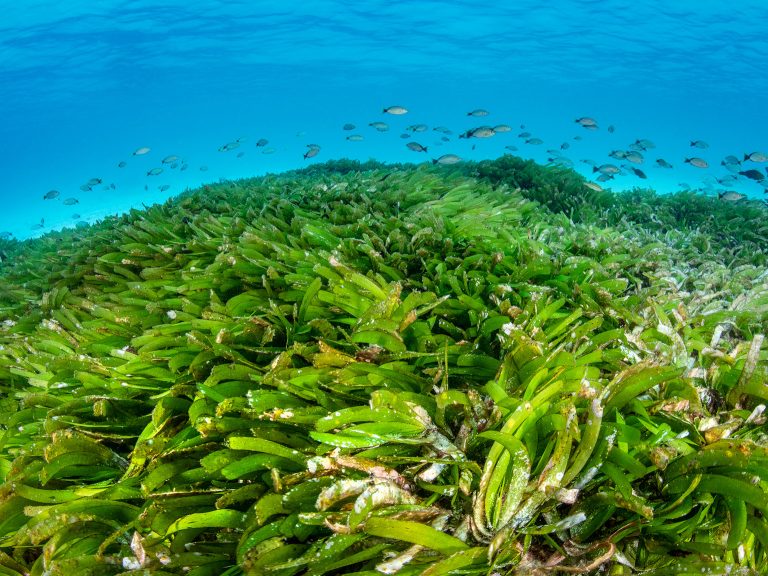 #ProtectMaldivesSeagrass