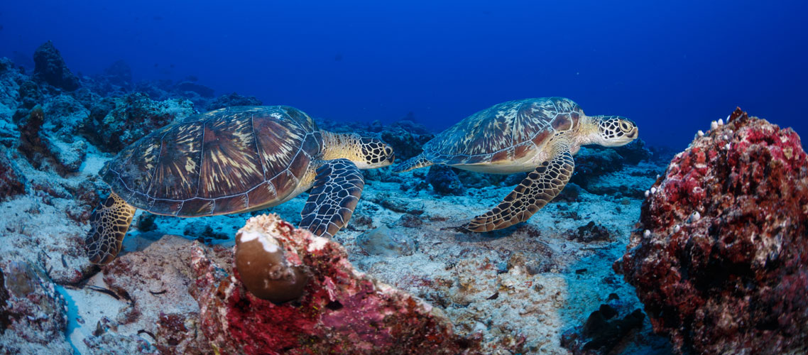 Hithadhoo Baaneykolhu Turtles