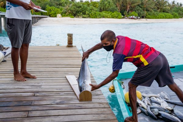 Seafood Sourcing Report HEader