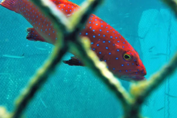 20170306 Red Grouper Plectropomus Pessuliferus In Cage Vivienne Evans 1600x1200 1