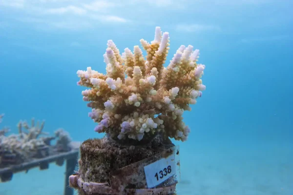 Coral Planting Huvafenfushi2013 Shaha 3 1600x1200 1