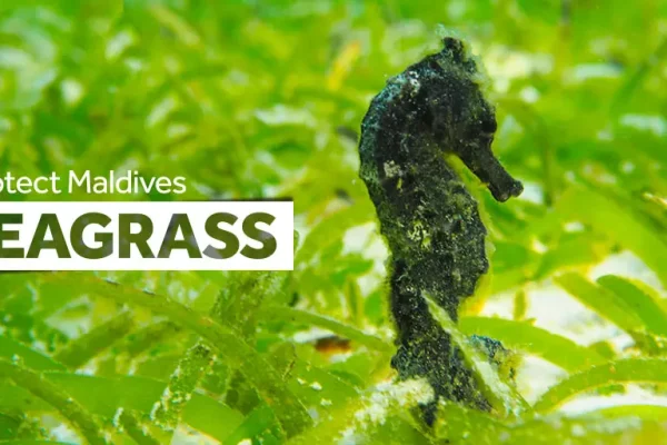 Seahorse 1 Vivienne EvansTWITTER